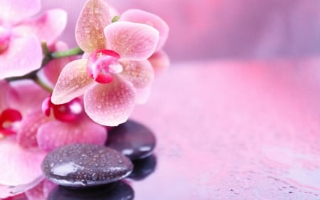 Pink Orchids - orchids, pink, black, stones, round