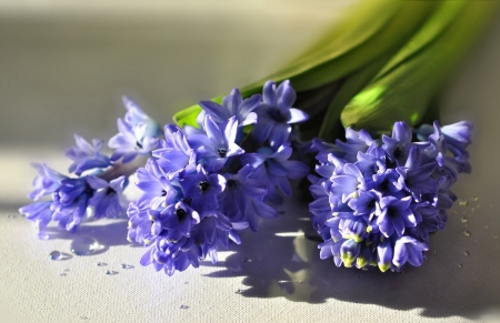 â™¥ - purple, abstract, flowers, photography