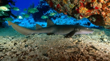 shark - animal, ocean, reef, shark