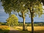 Road and Trees