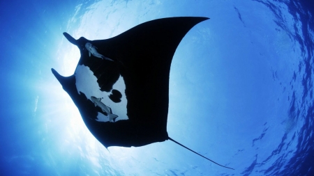 manta ray