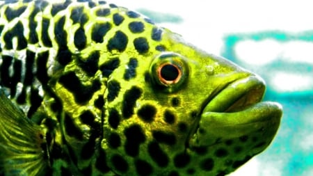 green fish - fish, spots, animal, green