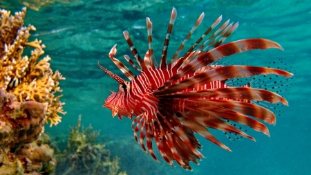 lionfish - lionfish, coral, animal, ocean