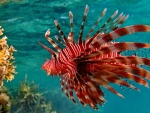 lionfish