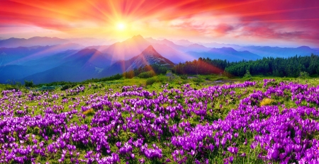 Mountain meadow lit by the spring sun - hills, amazing, beautiful, spring, meadow, mountain, flowers, colorful, rays, crocuses, sun, sky