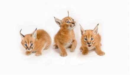 Caracals - cub, cat, caracals, pisica, white, trio, baby, animal, orange, cute