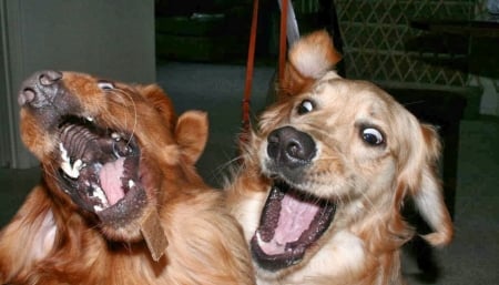 Funny dogs