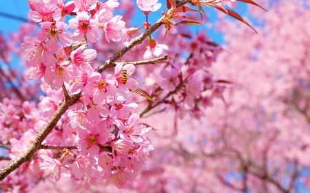 Sakura - skin, sakura, blue, blossom, cherry, spring, flower, pink, texture