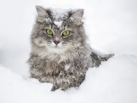 Snowy portrait - winter, snow, portrait, cat, pisica, white, animal, iarna, face, daykiney