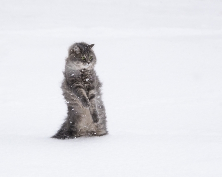 Dancing on the snow - funny, animal, winter, cute, iarna, cat, white, pisica, dancer, snow