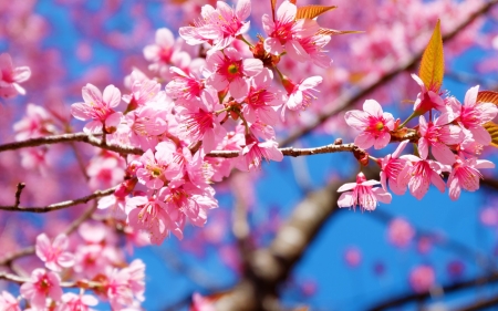 Sakura - skin, sakura, blue, blossom, cherry, spring, flower, pink, texture