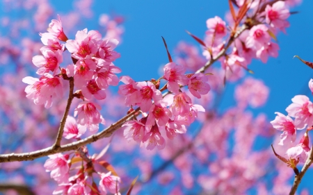 Spring - skin, sakura, blue, blossom, cherry, spring, flower, pink, texture