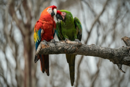 Parrots Making Kissy....Kissy - parrots, kiss, nature, animals