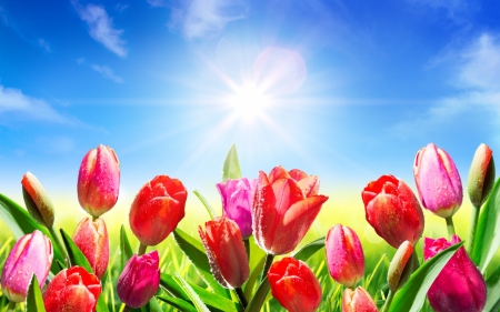 Spring Tulips - clouds, sunlight, drops, grass, sunrays, tulips, rays, Spring, water drops, sun, sky