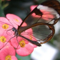 glasswing butterfly