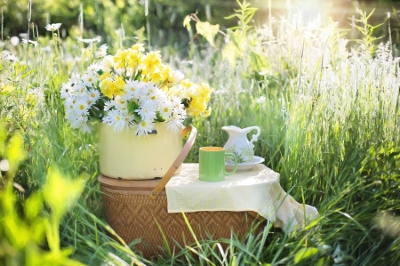 ♥ - daisies, abstract, flowers, soft