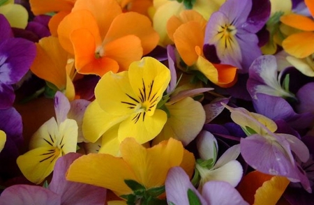 spring violets - flowers, colorful, violets, nature, beautiful, photography