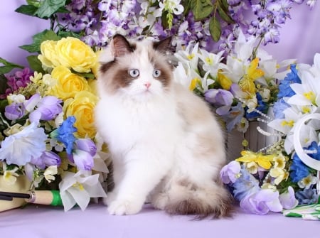 Among spring flowers - spring, sweet, cat, flowers, fluffy, pet, kitten, cute, adorable, kitty