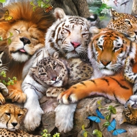Big cats