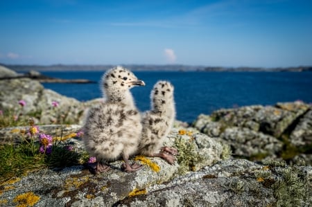 Seagull chicks - bird, seagull, cute, pasare, chick, baby