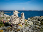 Seagull chicks