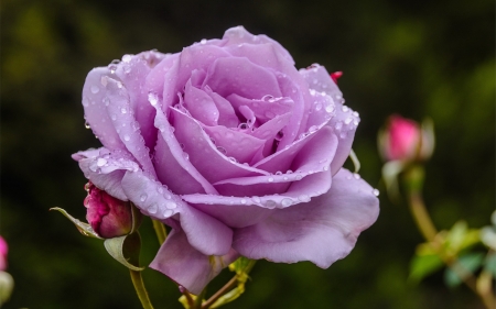 Rose - trandafir, vara, summer, lilac, rose, flower