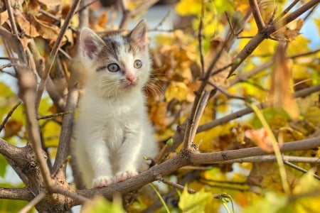 Kitten - animal, cute, cat, yellow, pisica, kitten, leaf, orange, tree, autumn