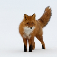Red Fox