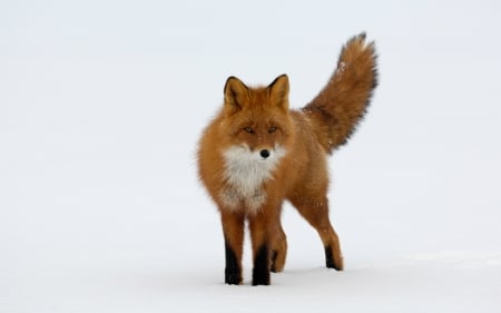 Red Fox