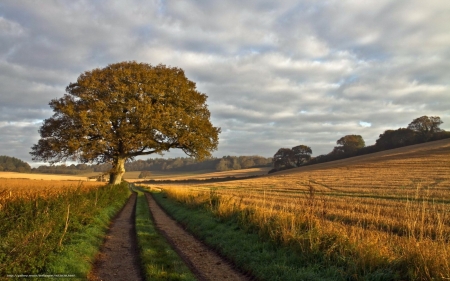 Road and Tree - tree, field, landscape, road