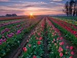 Tulips Field at Sunset