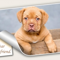 HI DEAR FRIEND