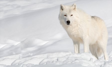 White wolf - white, wolf, iarna, snow, lup, winter, animal