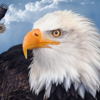 America's Eagles