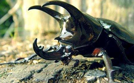 rhino beetle - insect, rhino, animal, beetle