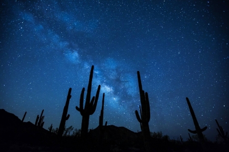 Saguaro Silouette - space, cool, saguaro, silouette, fun, stars