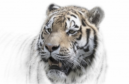 Tiger - white, animal, tigru, face, tiger, big cat