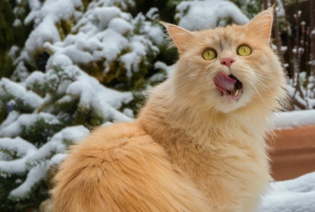 Red Cat with Open Mouth on Snow - trees, animal, winter, red, snow, cat