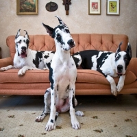Great Dane dogs