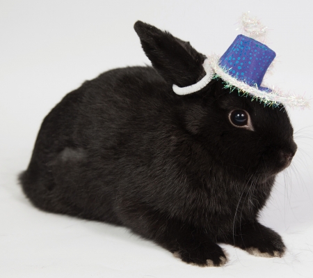 Bunny - animal, cute, black, rodent, blue, easter, white, rabbit, hat, bunny