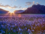 Lavender Flowers