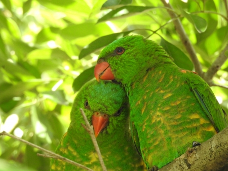 Love Love Love - Brisbane, birds, photography, lorikeets, Australian wild birds, love, precious, bird watching, scaly crested lorikeets, nature, kindness to animals