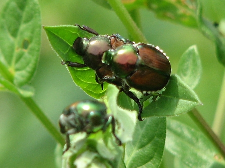 japanese beetle - insect, leaf, beetle, japanese