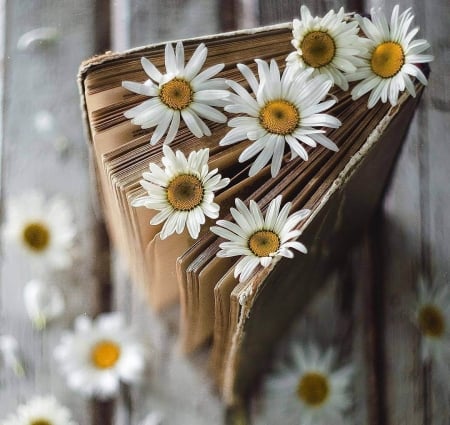 ♥ - daisies, abstract, flowers, soft