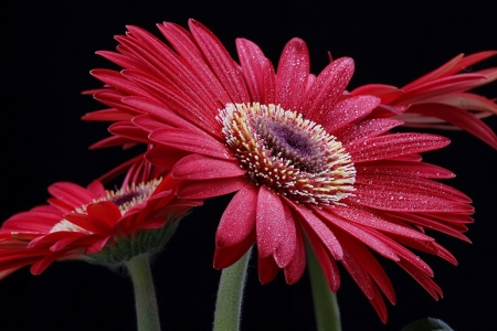 PRETTY GERBERAS - image, flowers, pretty, gerberas