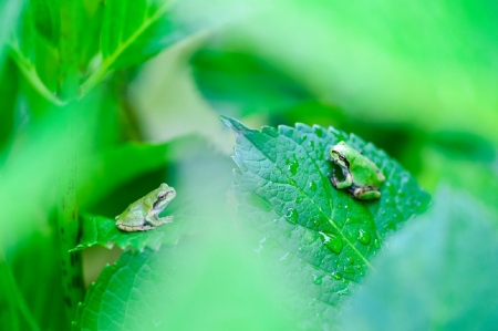 LITTLE FROGS - CUTE, LITTLE, TWO, FROGS