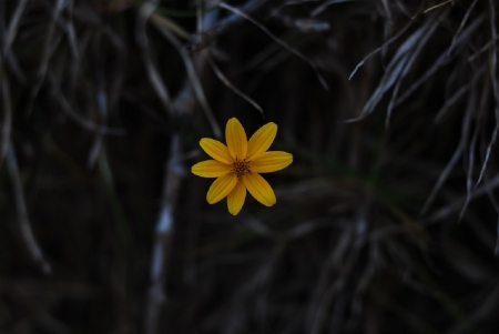 YELLOW FLOWERS - image, flower, yellow, tiny