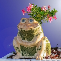 FROG PLANTER