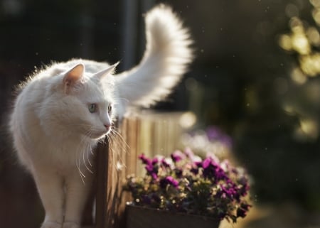 Cute White Cat - fluffy, white, animal, kitten, cat