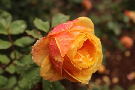 Drops on Beauty - flowers, nature, yellow, macro, drops, rose, petals